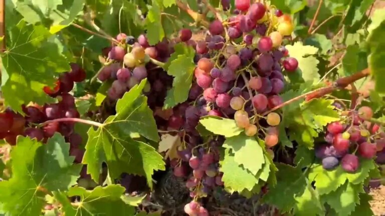 mureftede gardinal uzumu hasadi basladi ryEh1aLk
