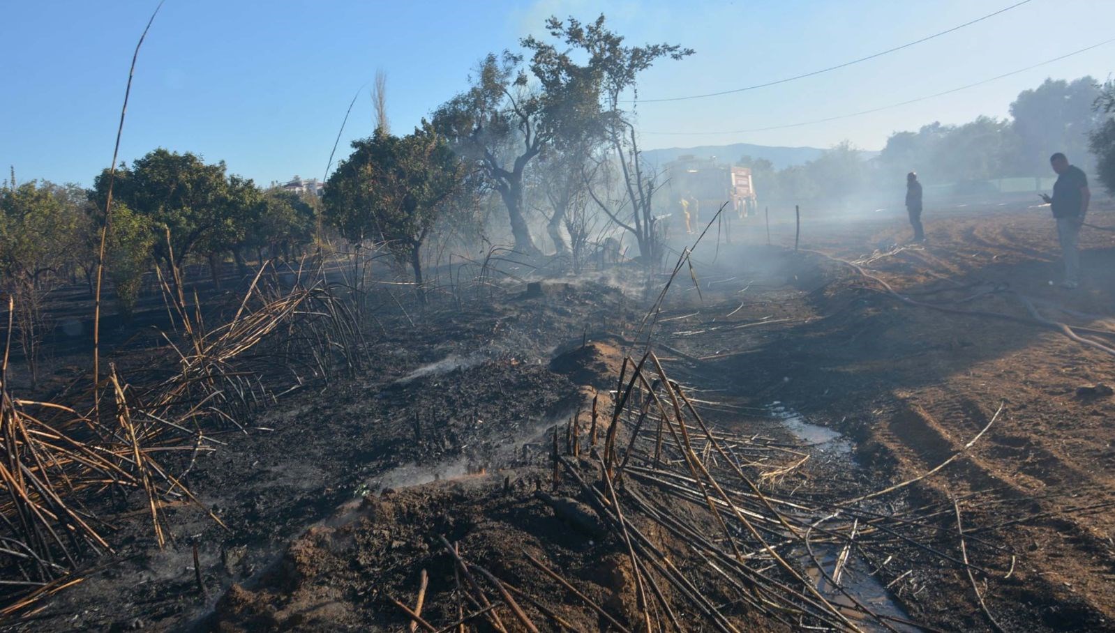 aydinda yangin zeytin agaclarini kul etti x7Ydh4eJ