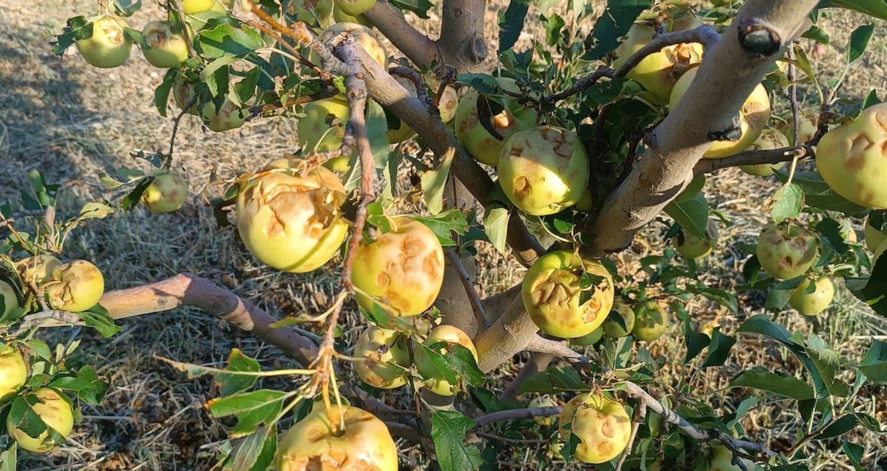 dolu vurdu 100 milyon zarar olustu DhhlDPcv