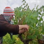 beypazarinda bag bozumu ve pekmez yapimina baslandi 7Yla8mUX