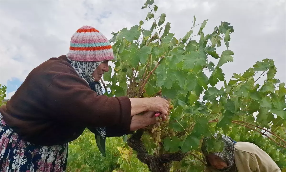 beypazarinda bag bozumu ve pekmez yapimina baslandi 7Yla8mUX