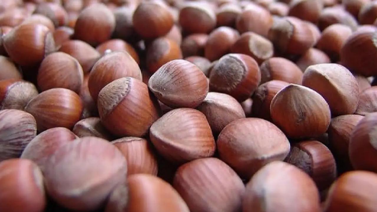 trabzonun 9 aylik findik ihracati 473 milyon dolari asti NFsOTcOt