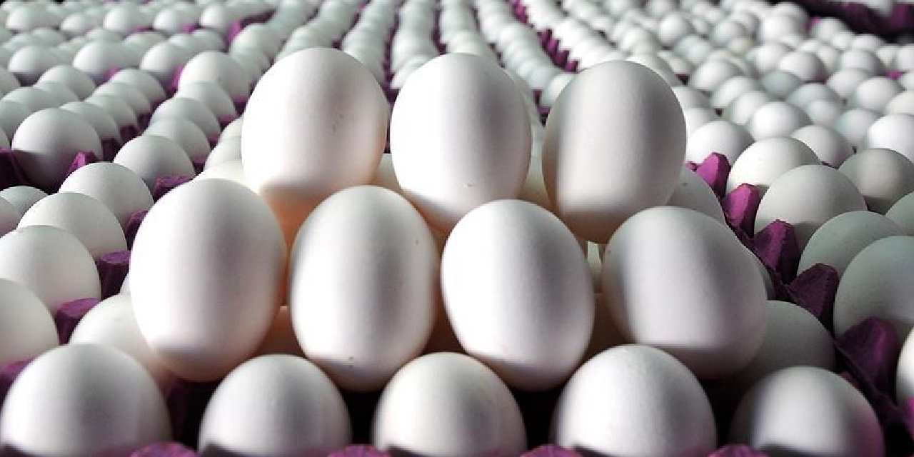 tuik acikladi yumurta azaldi CMs5InQt.jpg