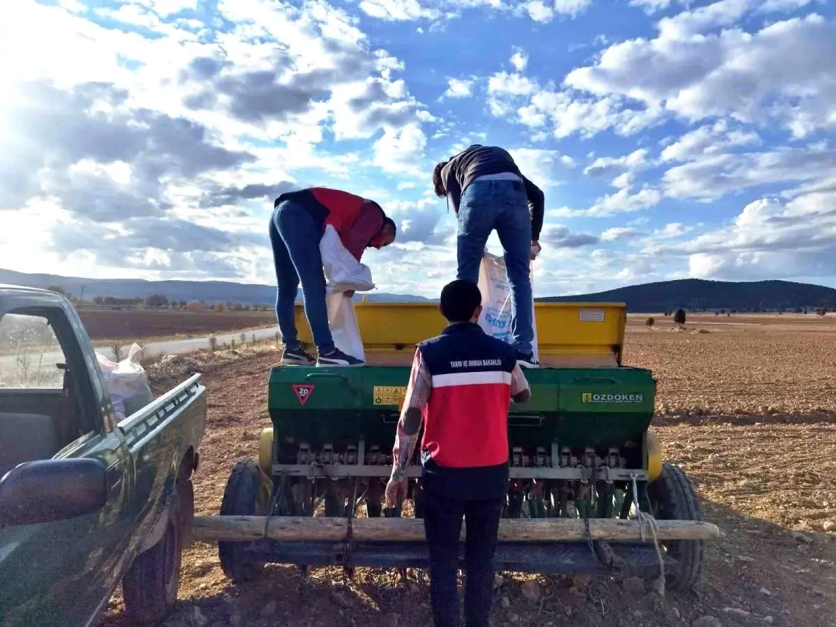 cavdarhisarda tohum dagitimi ve ekimi yhmz3uMa.jpg