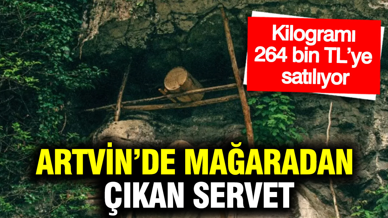 Artvin’in Mağaralarından Çıkan Değerli Elf Balı: Kilogramı 264 Bin TL